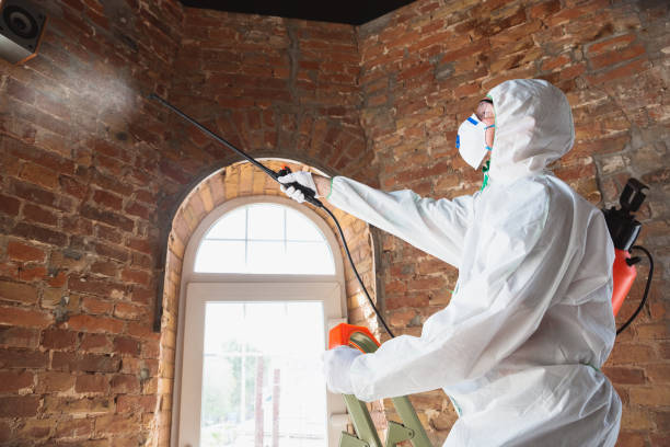 Mold Removal Services